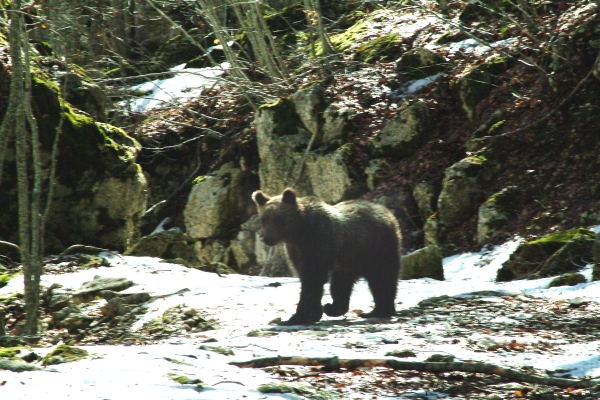 Finalmente l''orso!